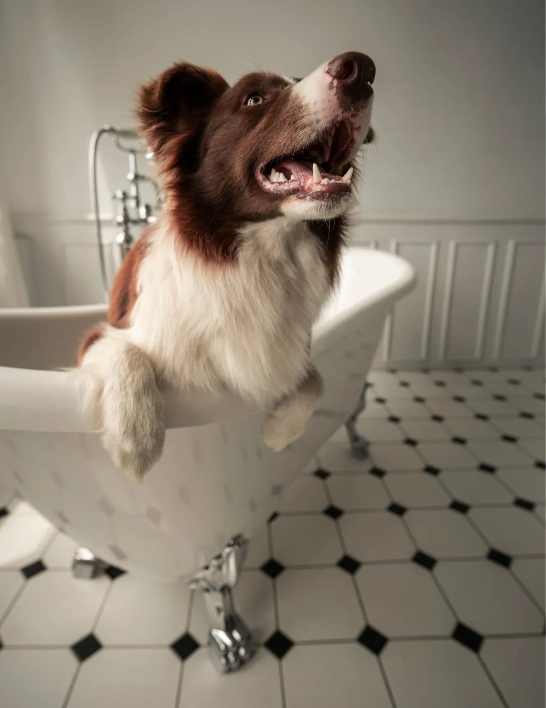 Coleção Banho & Tosa cheirosa