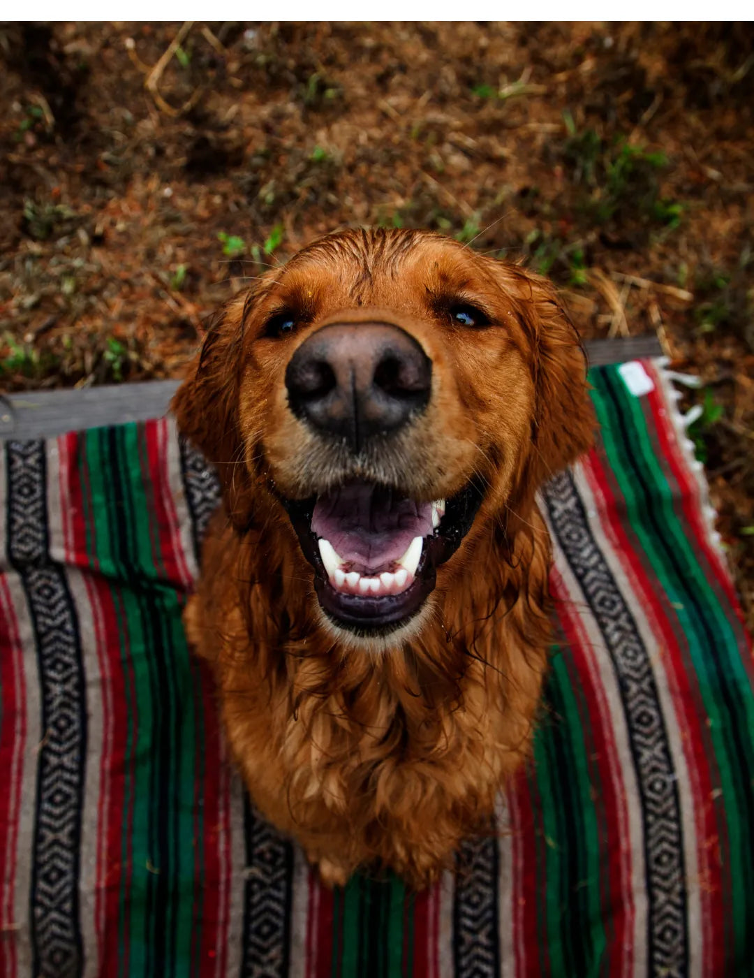 Novidades Sabichinhos