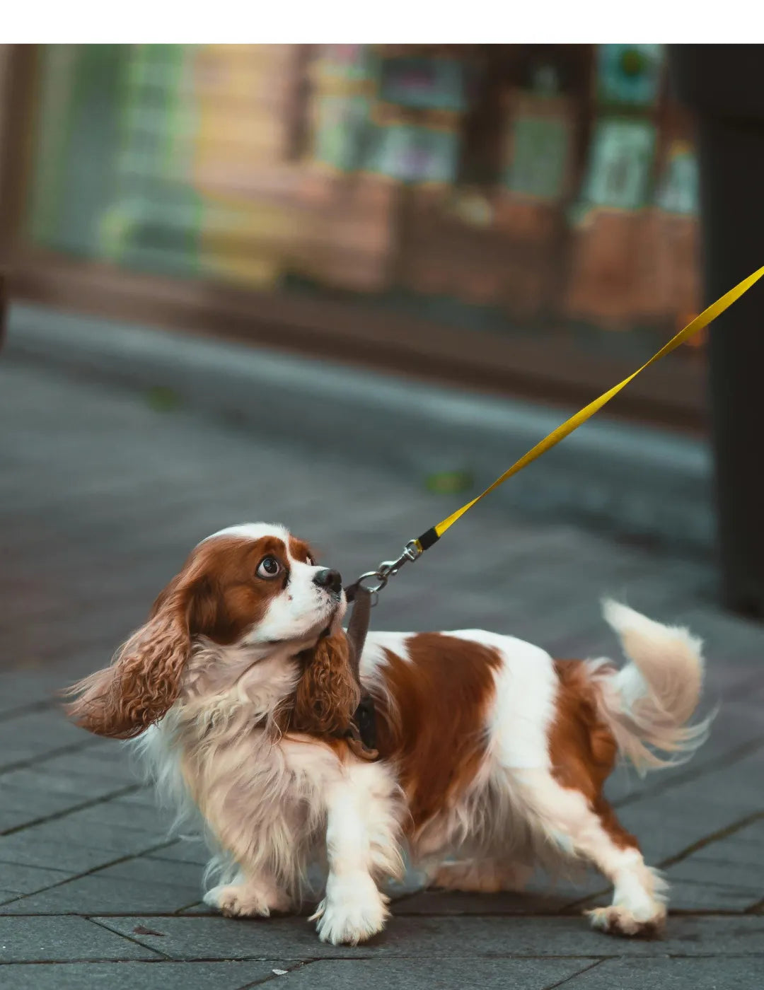 Coleção Passeio & Aventura