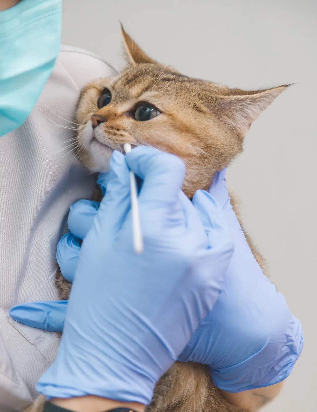 Coleção Primeiros cuidados & SOS Pet