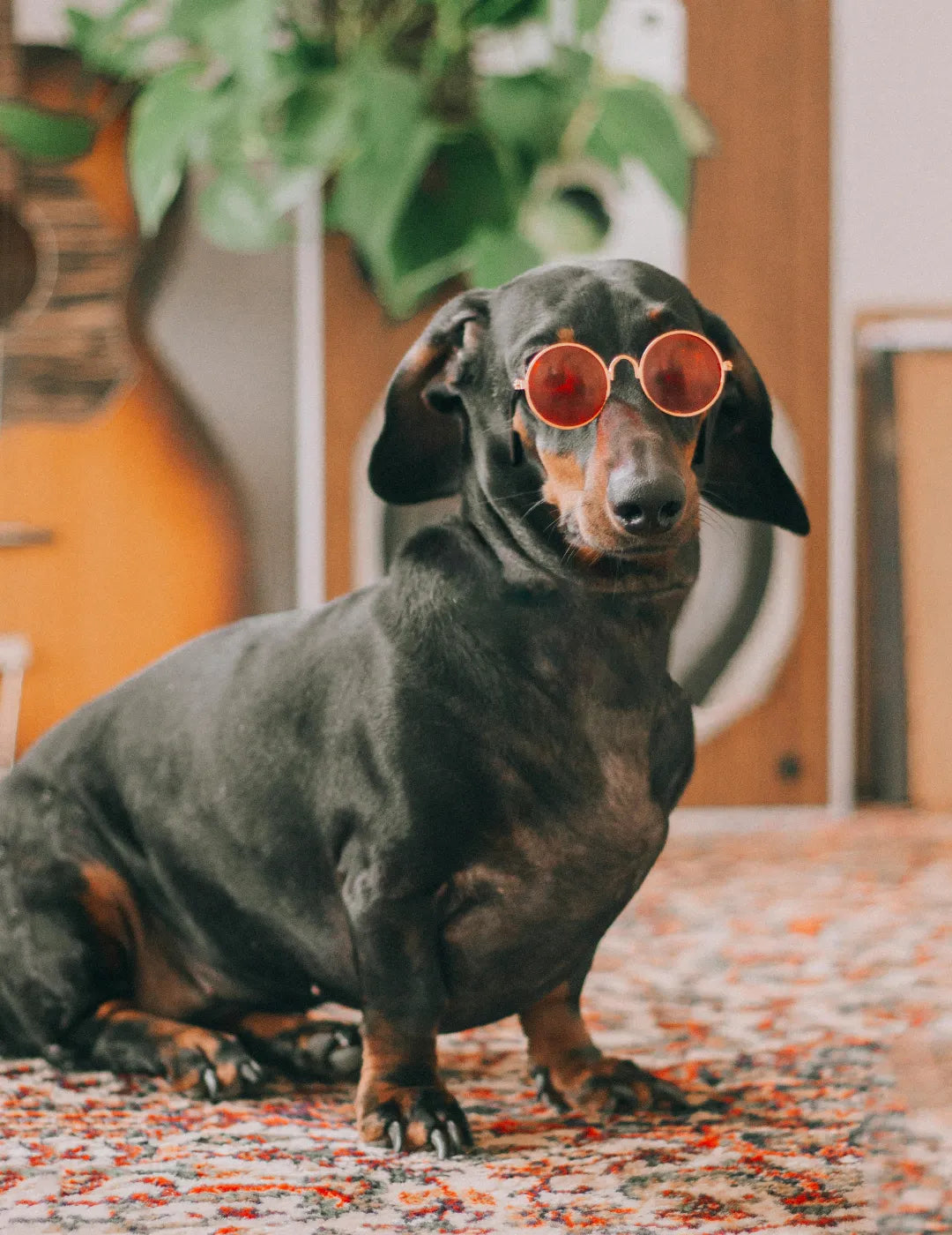 Coleção Moda Pet & Estilo