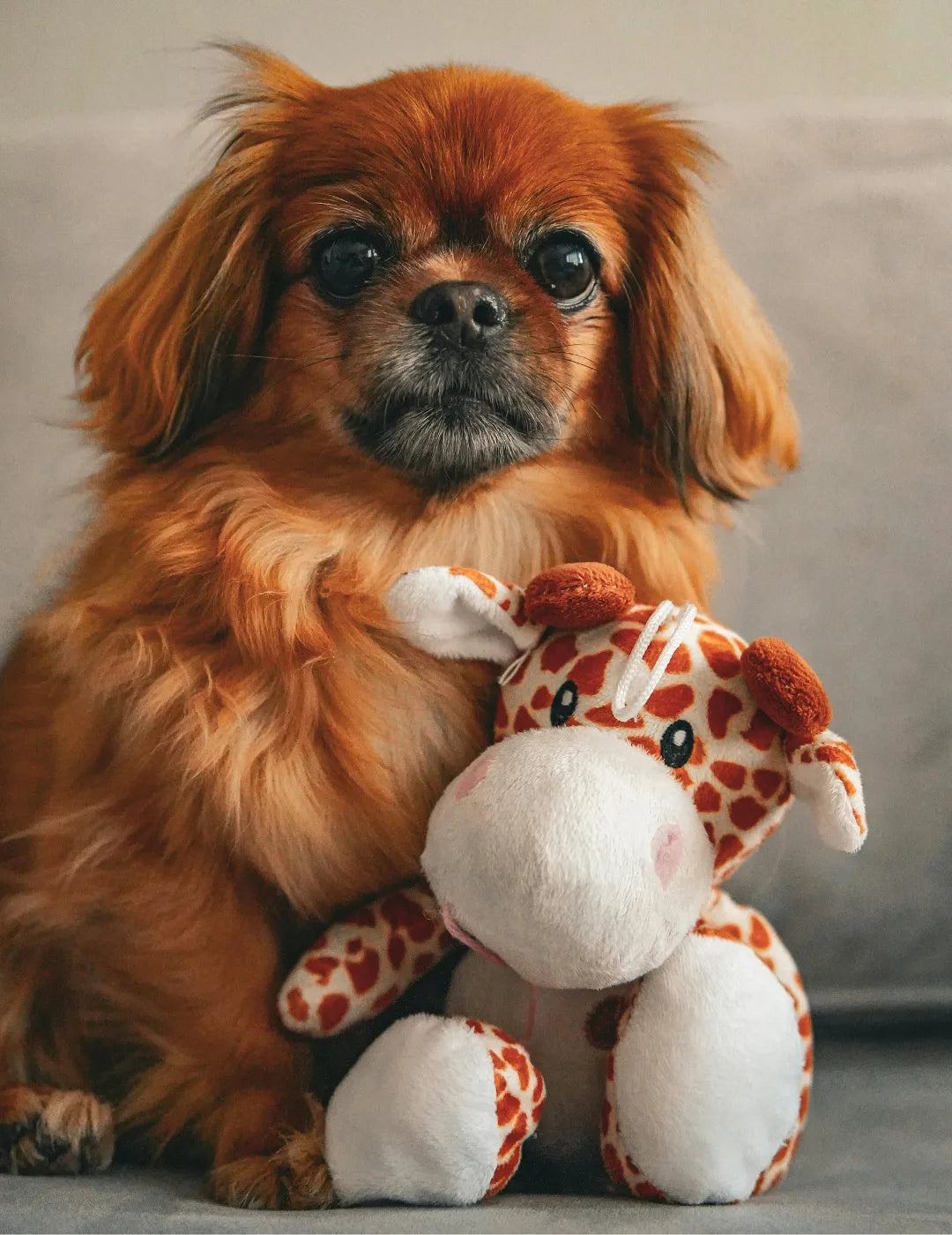 Coleção Mordedores & Brinquedos divertidos